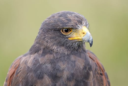 3hr Falconry Experience Voucher
