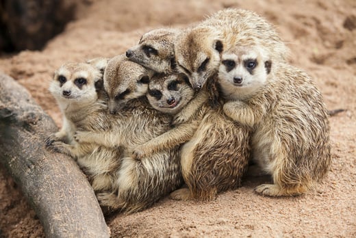'Meet the Meerkats' Experience For 2 Deal