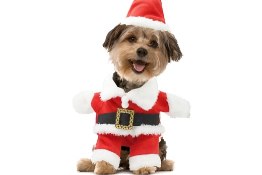 Christmas-Costume-Pet-2