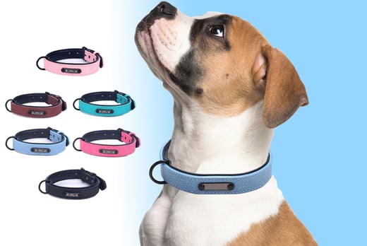 India-Personalised-Adjustable-Dog-Collar-1