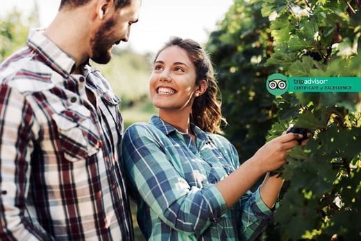 Vineyard Tour - Wine Tasting & Buffet Lunch - For 2 or 4