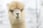 Adopt An Alpaca Voucher - Loughborough 