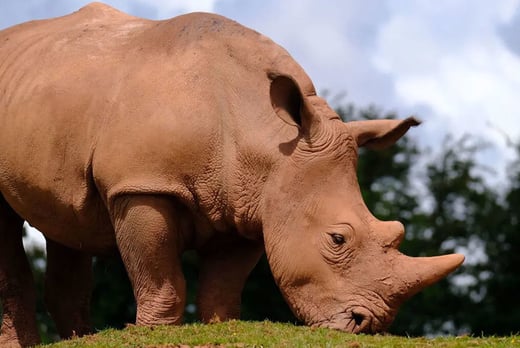 Safari Zoo Rhino Experience For 4 £75 