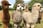 Two Hour Alpaca Experience for Two – Faerie Tale Farm – Warwickshire  