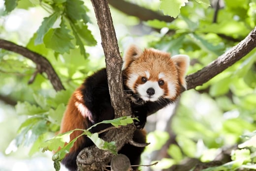 Adopt A Red Panda - Cumbria Zoo - With Certificate and Toy! 