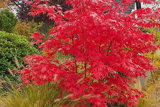 ACER_PLANT-4