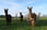 Meet, Greet and Feed an Alpaca Experience – 3 Options – Strensall  