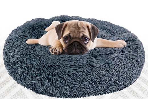 Pet-Bed-NEW-LEAD