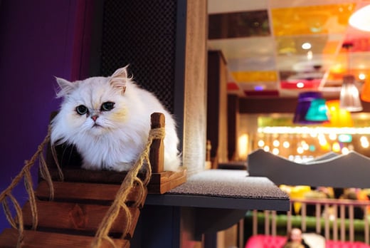 Afternoon Tea For 2 or 4 - Kitty Café - 3 Locations!  