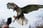 Birds Of Prey Experience - Yarak Birds - Langford