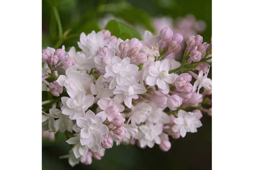 are lilacs poisonous to dogs