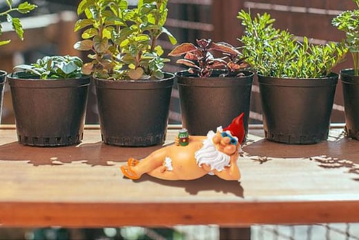 Naughty Naked Garden Gnome Voucher Livingsocial 