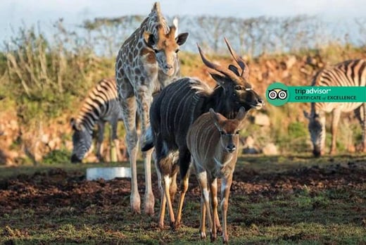 Safari Zoo Entry Voucher