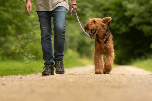 A CPD certified dog walking course for one person from International Open Academy (was £99) OR redeem towards another available deal.