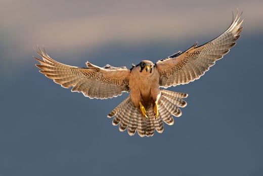 FOR ONE: A two hour falconry adventure for one person at Falconry Ireland, Wicklow (was €100) OR redeem towards another available deal