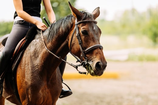 1-Hour Horse Riding Lesson - 1 or 2 People 