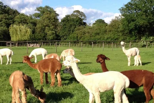 MON-FRI: A two-hour alpaca experience for two people at Pennybridge Farm, Hampshire (was £50) OR redeem towards another available deal
