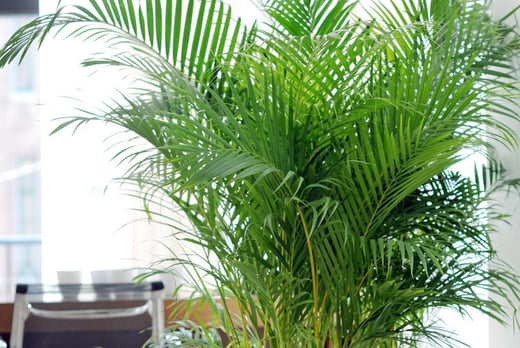 Areca-1