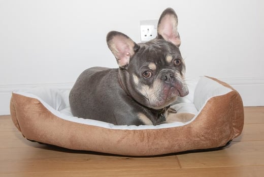 Deluxe-Foam-Filled-Dog-Bed-1