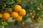 Set-Of-4-Mediterranean-Fruittrees-6