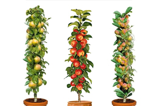 3-x-Sweet-Pillar-Fruit-Trees-(Apple,-Pear,-Apricot)