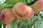 IRELAND-Wild-Peachtree-Prunus-Persica-Saturne