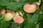Wild-Peachtree-Prunus-Persica-Saturne-1