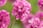 IRELAND-Set-Of-3-Pink-Armeria-'English-Grass'-3