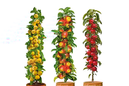 APPLES-2