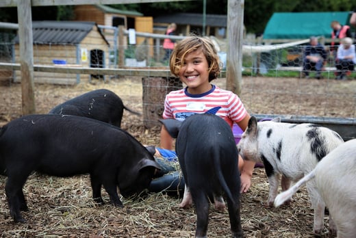 Pig Pet & Play Experience at Kew Little Pig 
