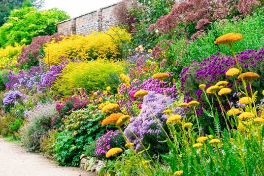 Colourful Hedge Shrubs Deal - Wowcher