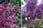 French-Lilac-3