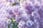 French-Lilac-4