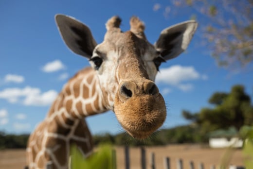 Safari Zoo Giraffe Experience Voucher - Ulverston