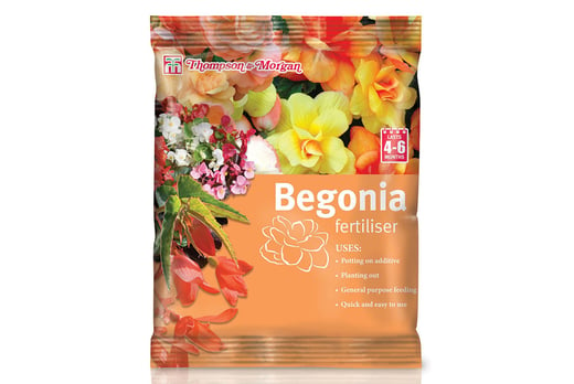 _Begonia-Apricot-Shades-2
