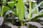 Japanese-Banana---Musa-basjoo-10.5cm-pot---1-3-plants-1-