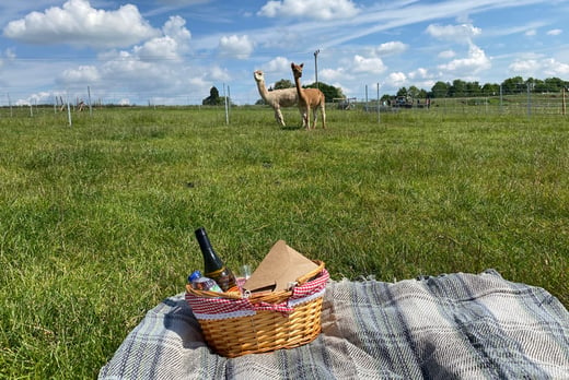 Prosecco, Cream Tea & Alpaca Experience For 2 – Charnwood Forest
