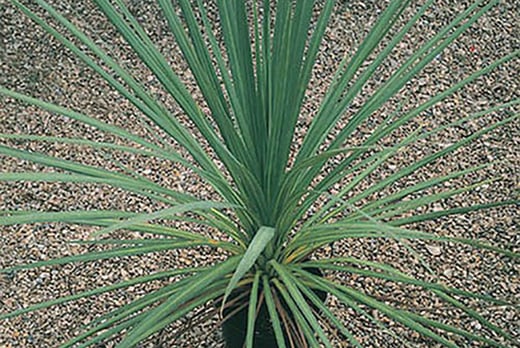 cordyline australis green