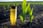 6PCS-Plant-Self-Watering-Stakes-Spikes-Automatic-Plant-Watering-Systems-4