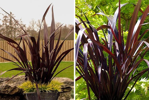 Phormium 'Black Adder' Potted Plant Offer - LivingSocial