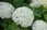Hydrangea-arborescens-Annabelle---1,-3-&-5-Plants-2