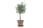 Single-or-Pair-Patio-Ready-Eucalyptus-Gum-Tree-3