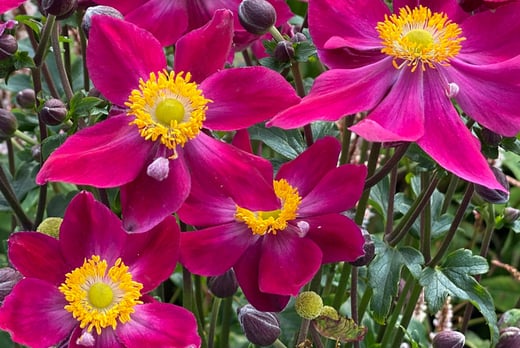 Japanese Anemone Fantasy Ariel - 3 or 5 Plants - Wowcher