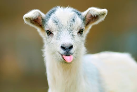 Get to know: The Pygmy Goat