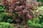 Acer-palmatum-Atropurpureum-7cm-pot---1-2-4-plant-2