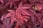 Acer-palmatum-Atropurpureum-7cm-pot---1-2-4-plant-3