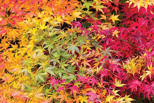 Acer Palmatum 'Atropurpureum' Plants Offer - LivingSocial