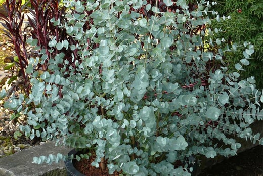 eucalyptus-gunnii-azura-9cm-pot-plant-offer-livingsocial