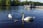 Lusty Beg Island-swans