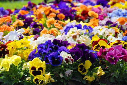 10 Winter Flowering Pansy Plants In 9cm Pots Wowcher